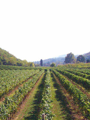 The Riondo Winery